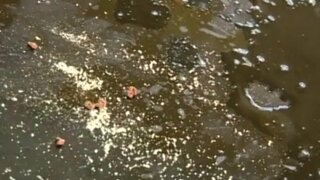 Big Wet Butts - Can You Tidy UP...YOUR ASS! - 05/01/2009